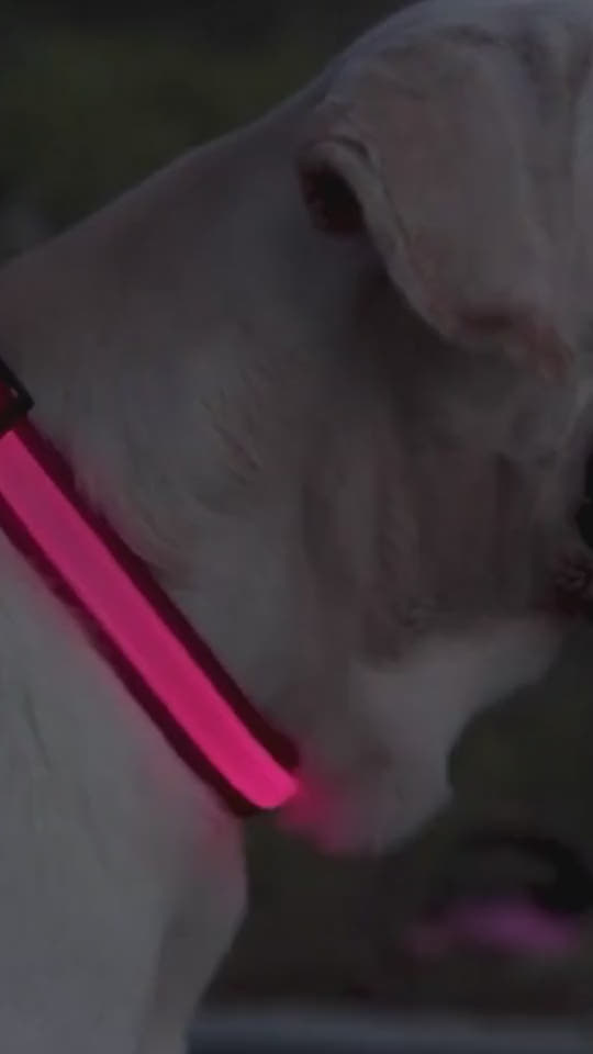 Tailverge SafeBeam Collar