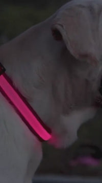 Tailverge SafeBeam Collar
