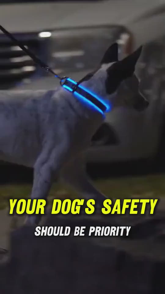 Tailverge SafeBeam Collar